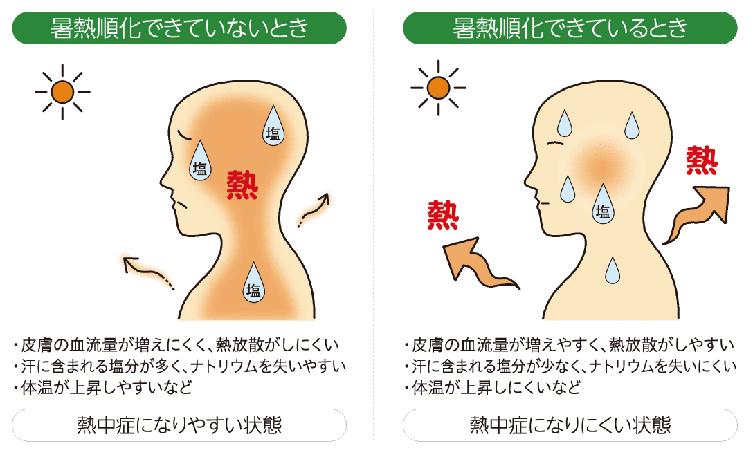 暑熱順化できてないときは熱中症になりやすい状態。暑熱順化できているときは熱中症になりにくい状態。