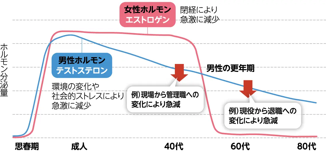 男性ホルモンテストステロンと女性ホルモンテストステロンの年代ごとのホルモン分泌量の図