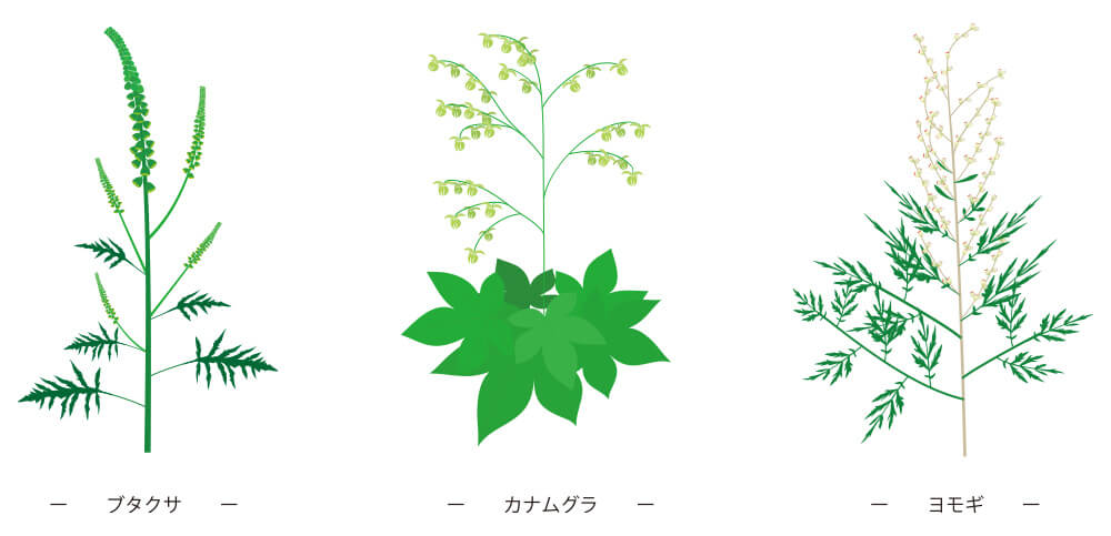イラスト：左からブタクサ、カナムグラ、ヨモギ